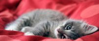 Gray kitten in a red bed - Sweet kitten wallpaper