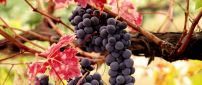 Delicious grapes for a delicious wine - HD wallpaper