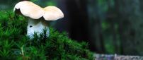 White mushroom in the green grass