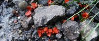 Many red mushrooms between stones