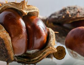 Big delicious chestnuts - autumn fruits