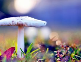 White beautiful mushroom - digital art background