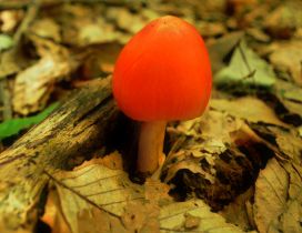 Tiny orange mushroom under the forest leaves