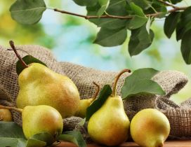 Autumn pears - fruit garden
