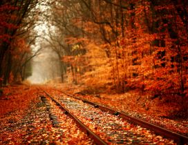 Train tracks covered with autumn leaves