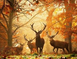 Beautiful deers in the forest - special autumn time