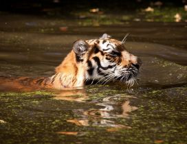 Tiger swimming in dirty water - Wild animals