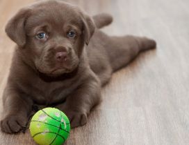 A cute brown Labrador on floor with his toy