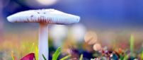 White beautiful mushroom - digital art background