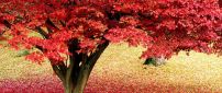 Beautiful carpet of autumn flowers - HD wallpaper