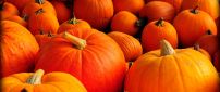 Orange pumpkins - Halloween is here