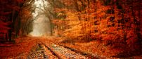Train tracks covered with autumn leaves