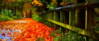 Carpet of autumn leaves in th park - HD wallpaper