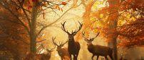 Beautiful deers in the forest - special autumn time