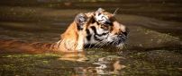 Tiger swimming in dirty water - Wild animals