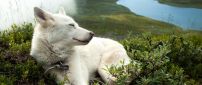 White dog sleeps in the green grass on a hill