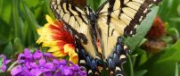 Beautiful black and cream butterfly on the colorful flowers