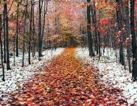 Path full with autumn leaves in the forest - first snow