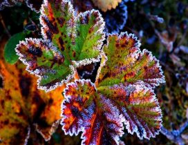 Beautiful frozen leaves - HD wallpaper
