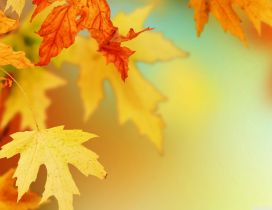 Golden leaves in this beautiful season - Autumn