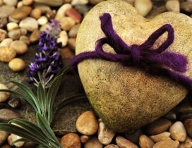 Beautiful perfume of lavender on the rocks