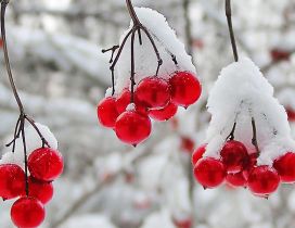 Frozen cranberries - cold winter time