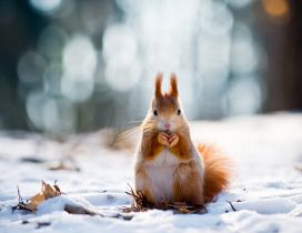 Sweet little squirrel in the snow - Winter wallpaper