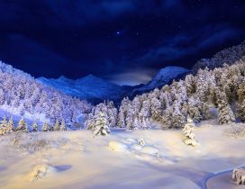 Wonderful trees full with snow - HD winter wallpaper