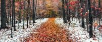 Path full with autumn leaves in the forest - first snow