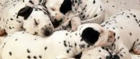 Sweet dreams little dalmatian puppies