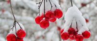 Frozen cranberries - cold winter time