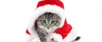 Sweet little kitty in Santa's costume