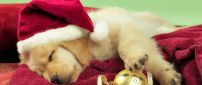 Sweet little Golden Retriever dog with Christmas hat