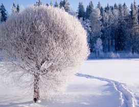 Beautiful white frozen tree - HD winter season