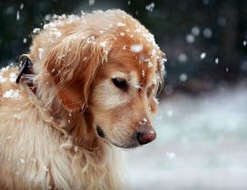 Beautiful Golden Retriever dog - snowflakes