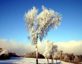 Beautiful abstract tree - winter time