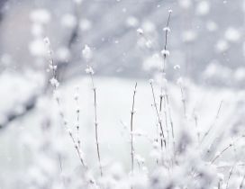 Frozen grass - HD white winter wallpaper