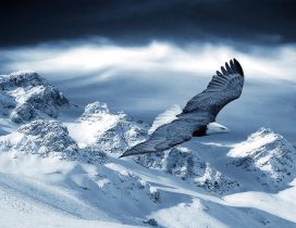 Beautiful eagle fly over the white mountains