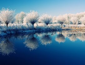 Frozen trees on the edge of the lake - beautiful mirror