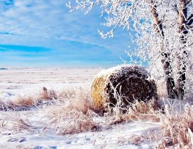Winter landscape - beautiful white field