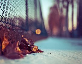 Autumn leaves in the snow - HD macro wallpaper