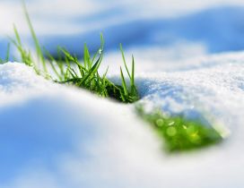 The nature revives - fresh green grass in the snow