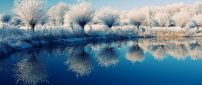 Frozen trees on the edge of the lake - beautiful mirror