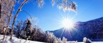 The trees like the winter sun - HD cold wallpaper