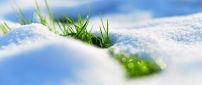 The nature revives - fresh green grass in the snow