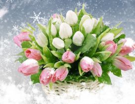 Beautiful bouquet of white and pink tulips