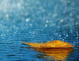 Autumn leaf in the rain - Beautiful HD wallpaper
