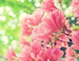 Beautiful pink spring flowers - HD nature wallpaper