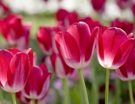 Tulips red with white - beautiful spring flowers