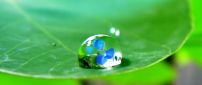 Little blue spring flower in a drop of water-Macro wallpaper